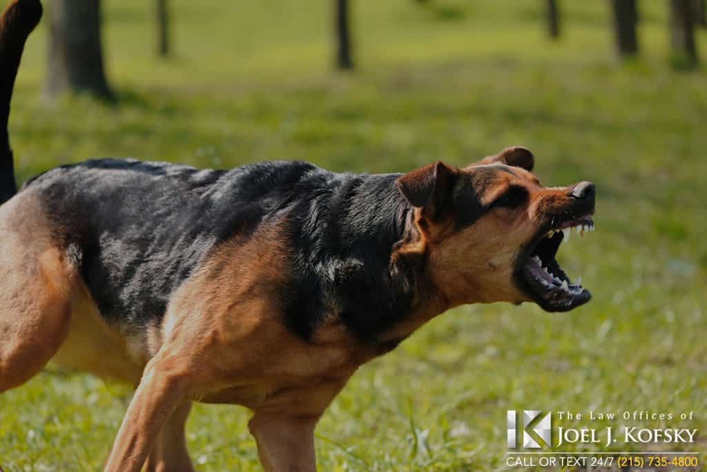 What is The Owners Liability for Dog Bites