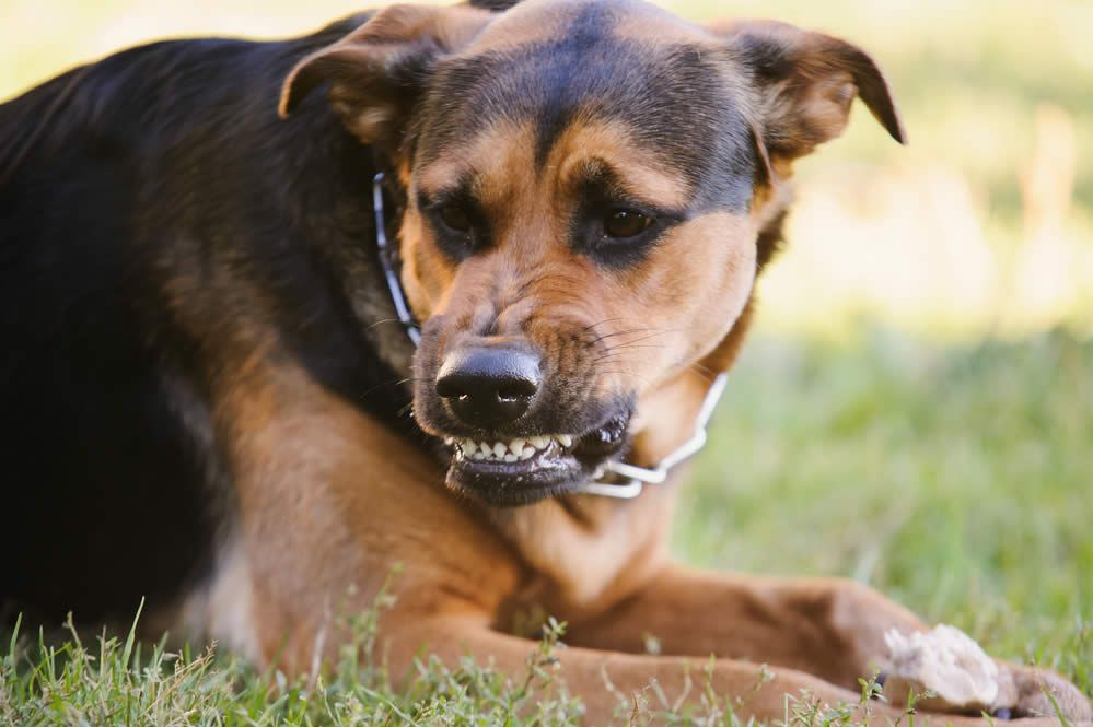 Animals: Another Cause of Distracted Driving