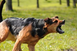 Dog Bite Lawyers