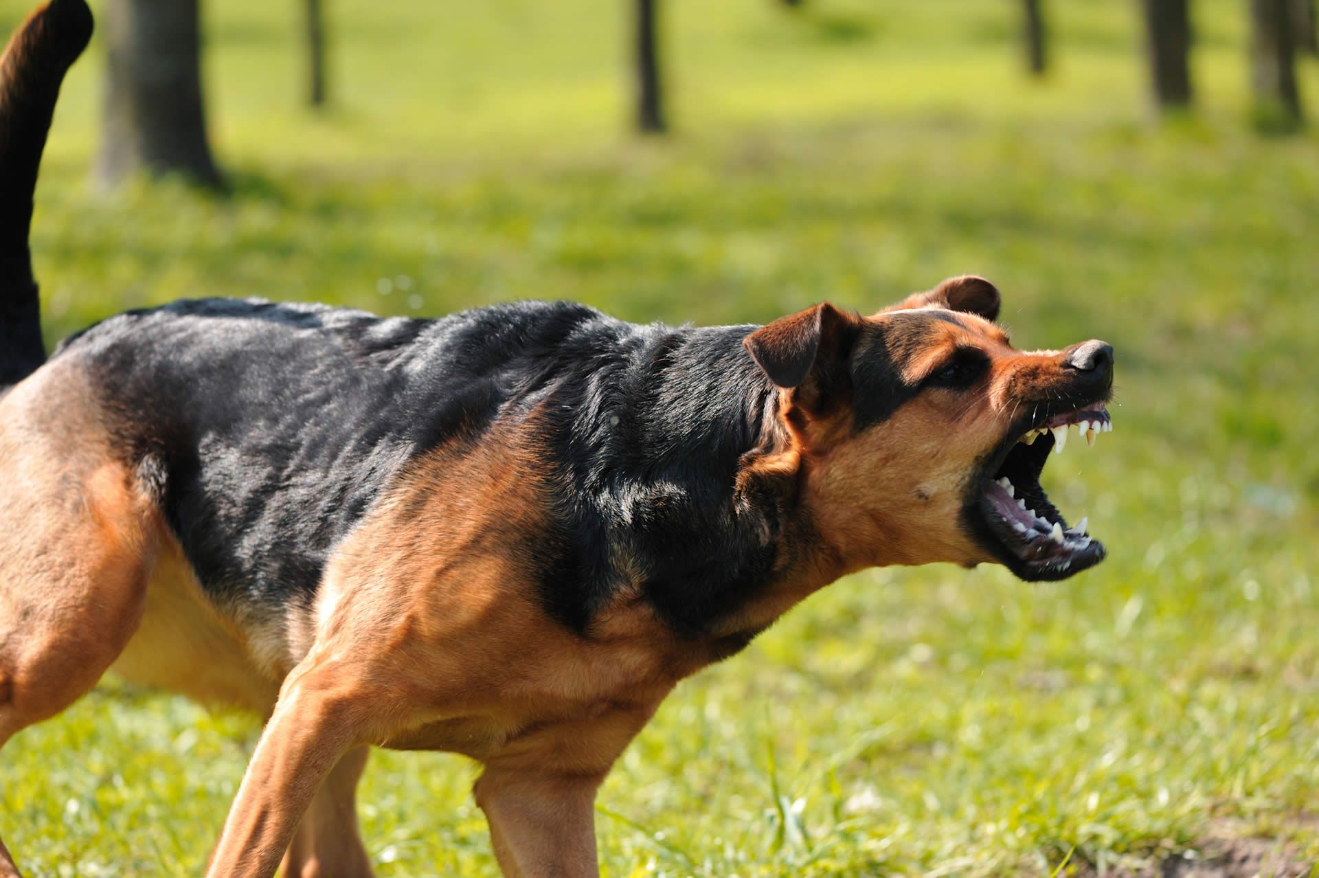 PA Dog Bite Attorney