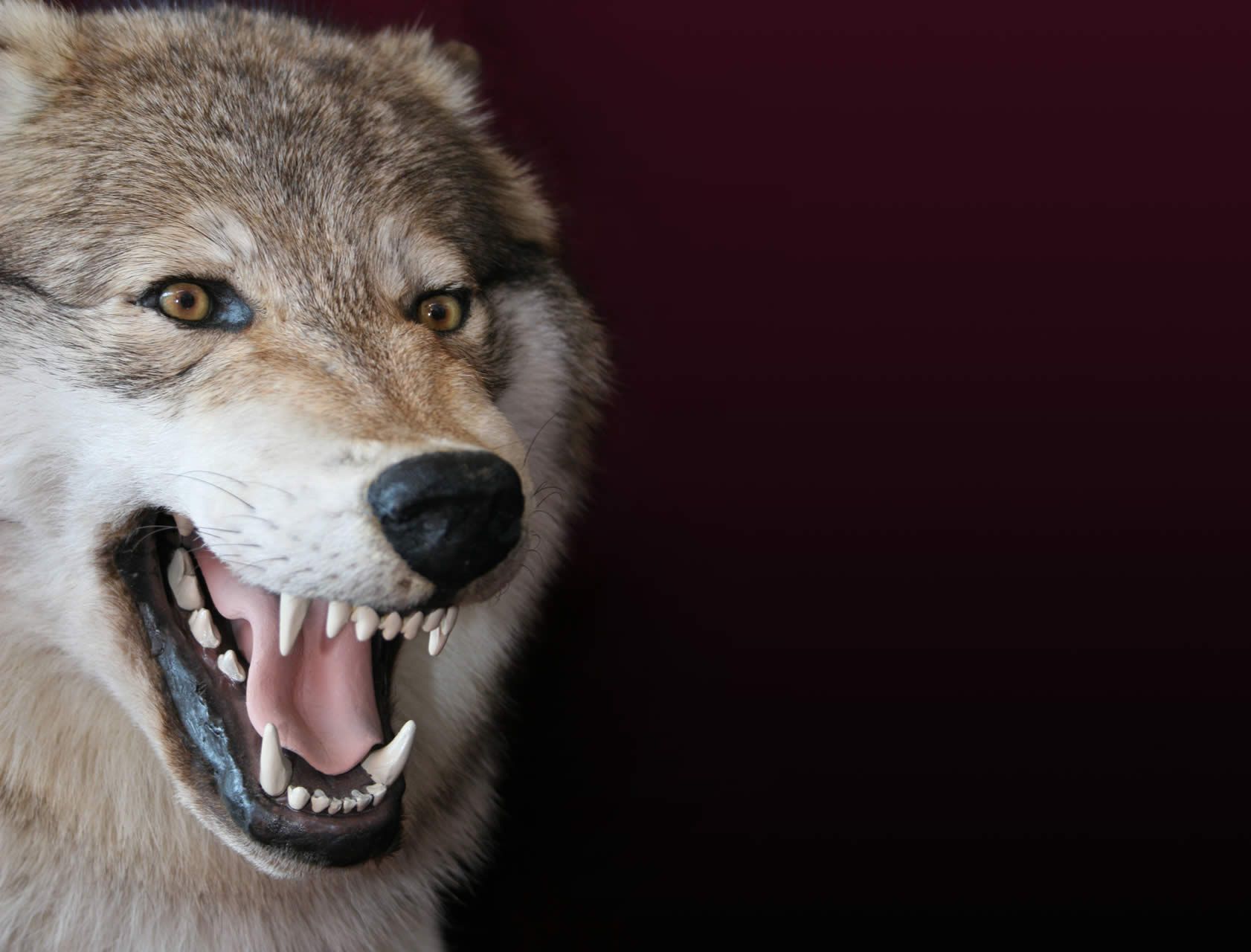 What Are The Most Dangerous Dog Breeds in the USA