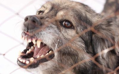 Dog Attacks: The Statute of Liability